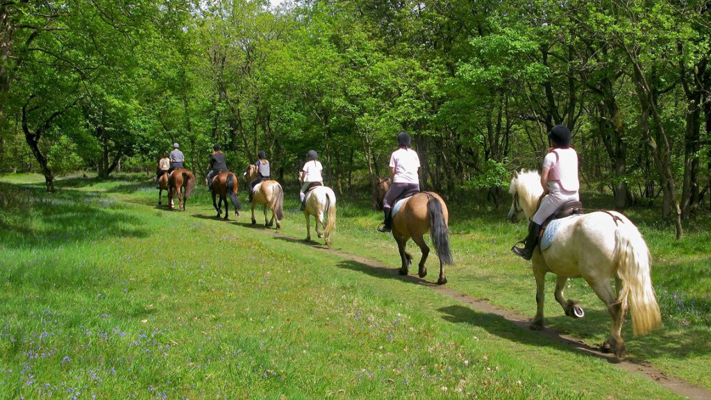 La foto mostra cavalli che passeggiano in un bosco 